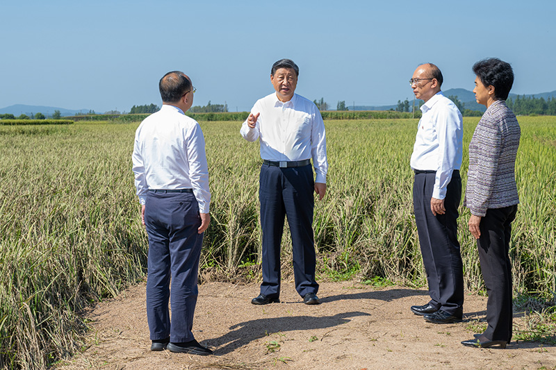 9月6日至8日，中共中央總書記、國家主席、中央軍委主席習(xí)近平在黑龍江考察。這是7日上午，習(xí)近平在遭受洪澇災(zāi)害的哈爾濱尚志市老街基鄉(xiāng)龍王廟村，察看水稻受災(zāi)情況。